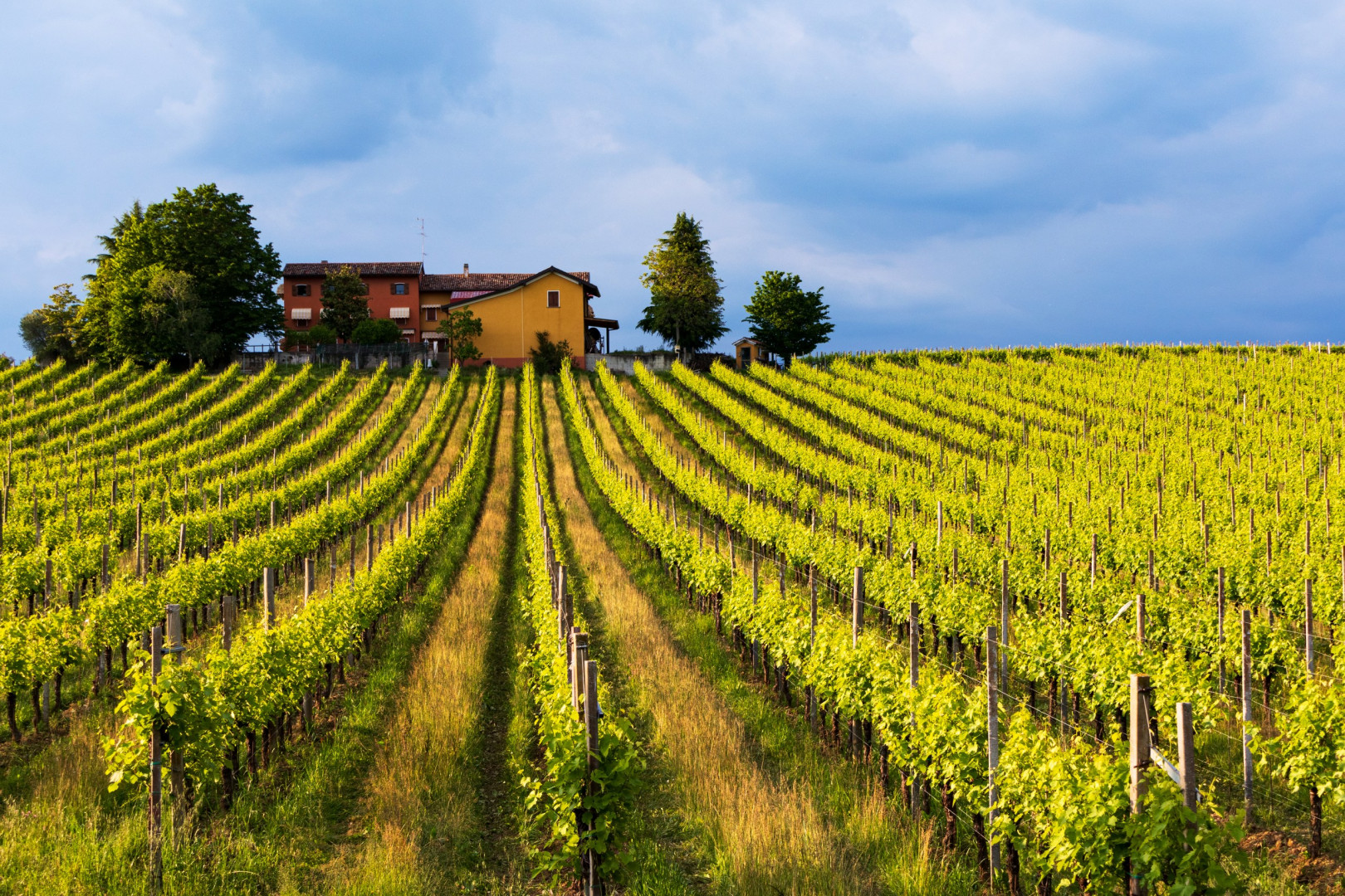 Vineyards adorning the hillside in the Veneto region, a highlight for wine enthusiasts.