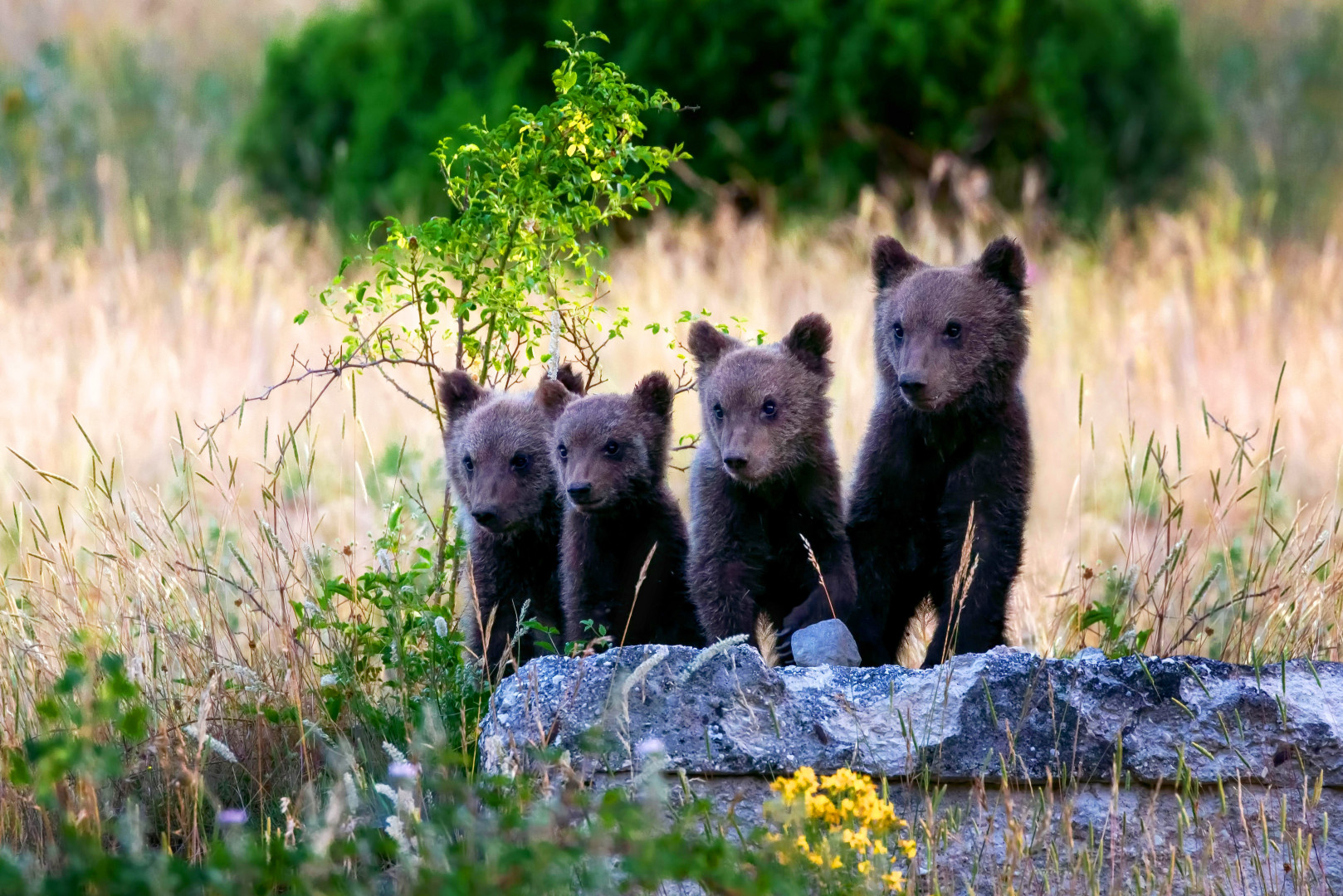 Endearing marsican brown bear cubs observed in Abruzzo National Park.